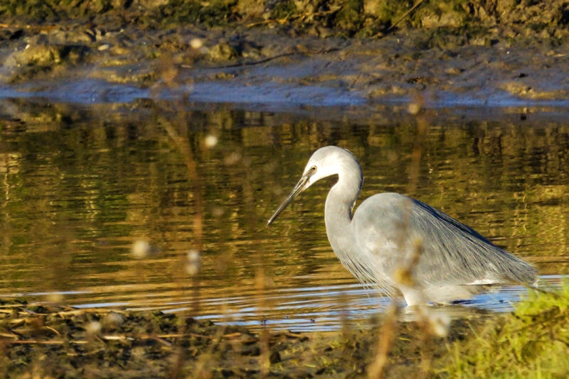 Hybride Aigrette garzette x des récifs